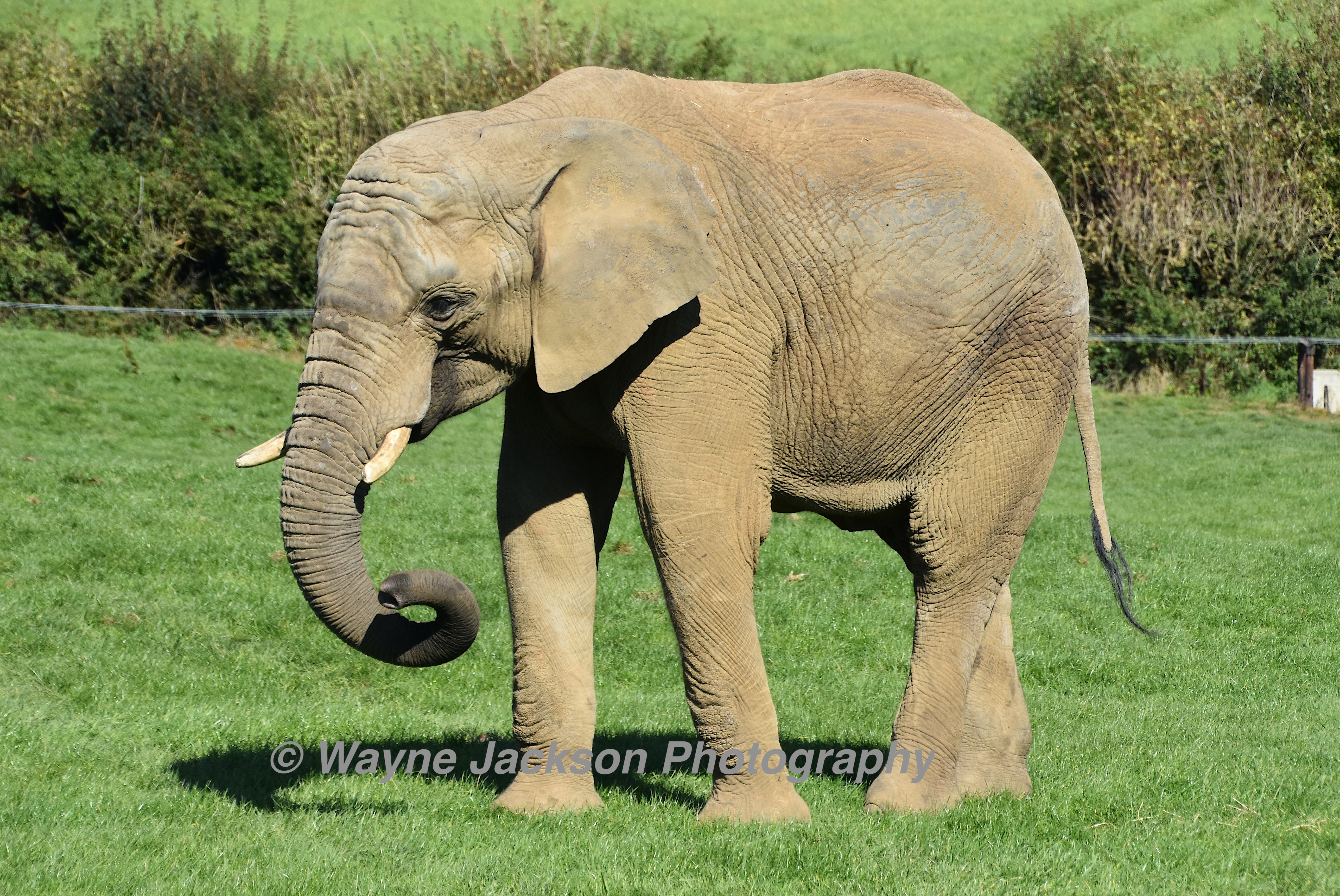 Animal photography at Noah's Ark Zoo Farm - Elephant