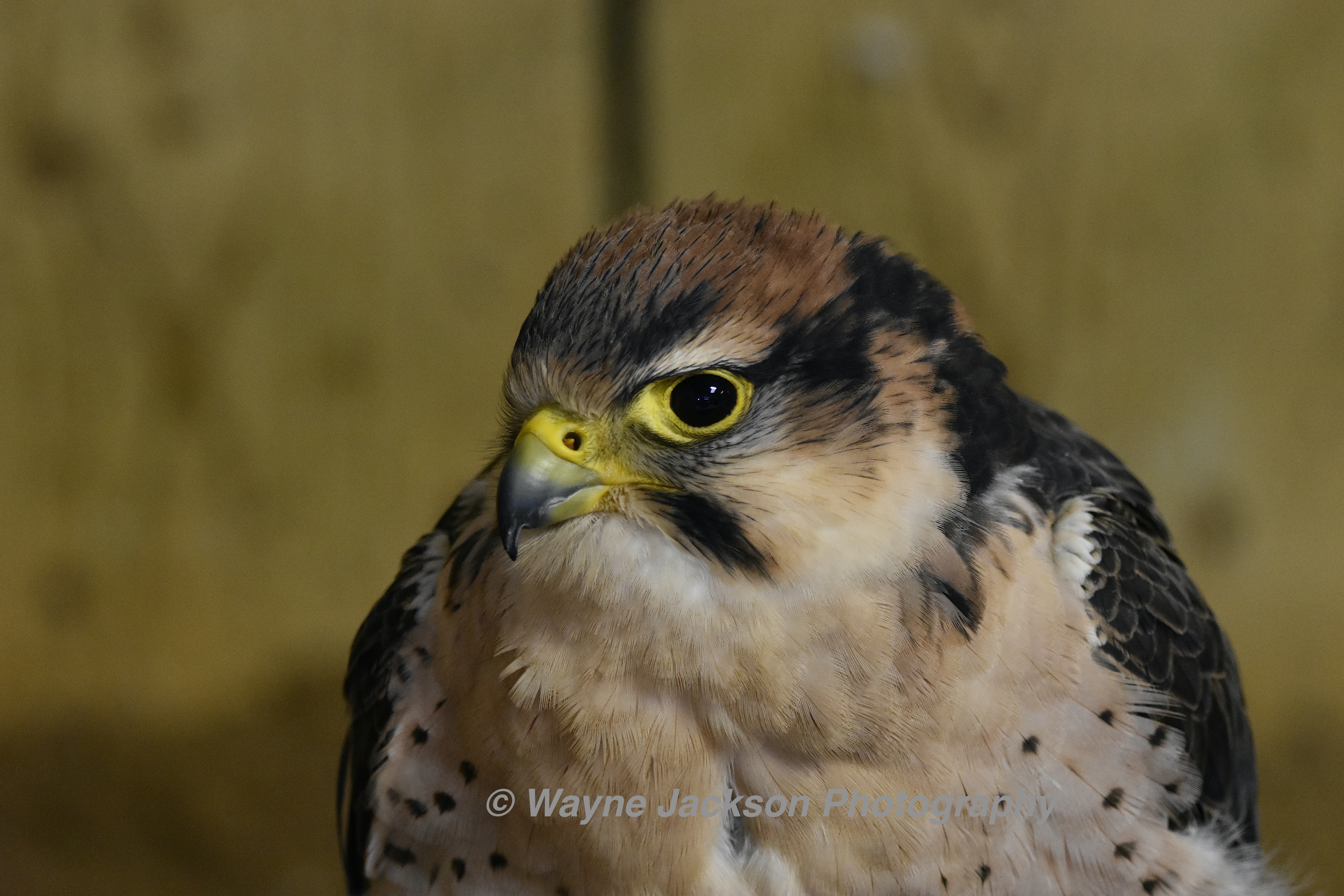 Lanner falcon