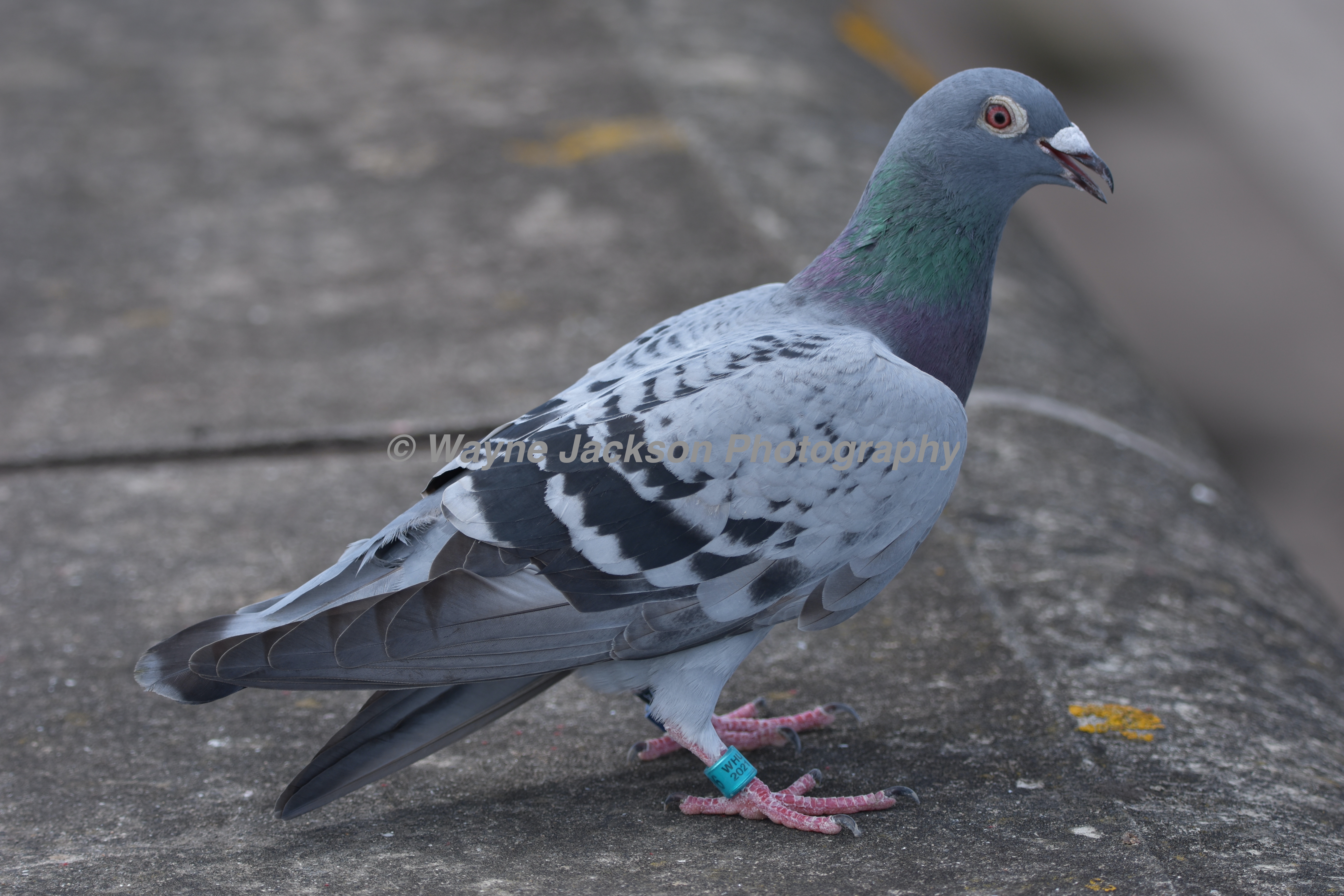 racing pigeon