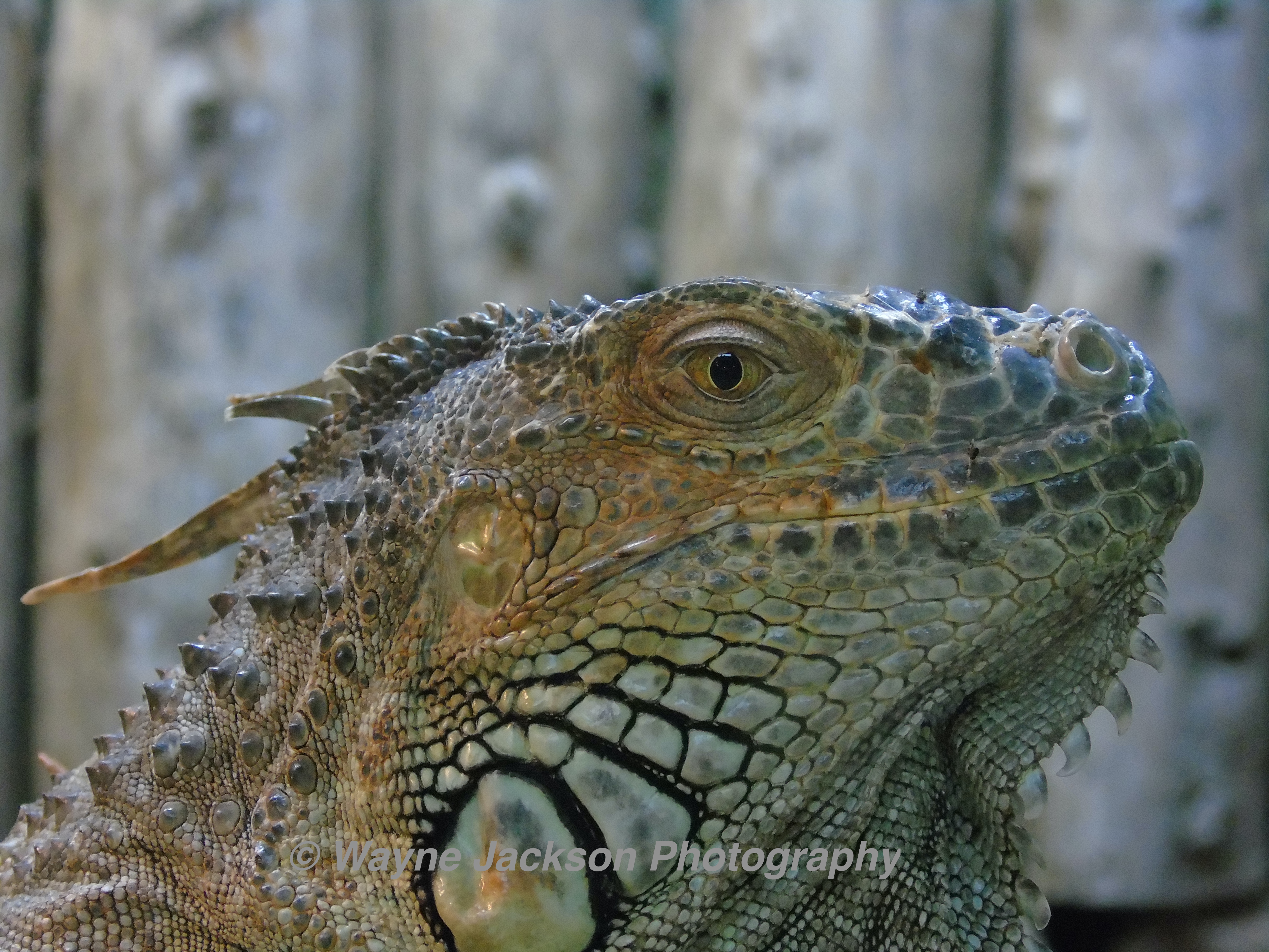 green iguana (reptile)