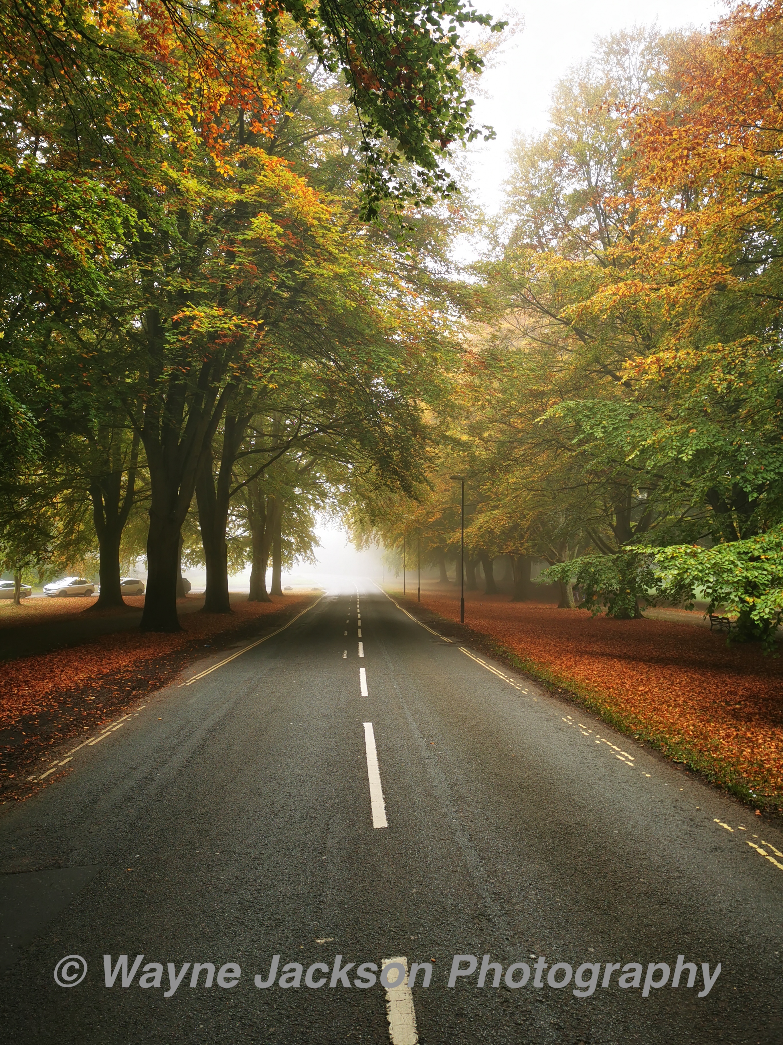 Clifton Down (An empty Road surrounding by beautiful colours