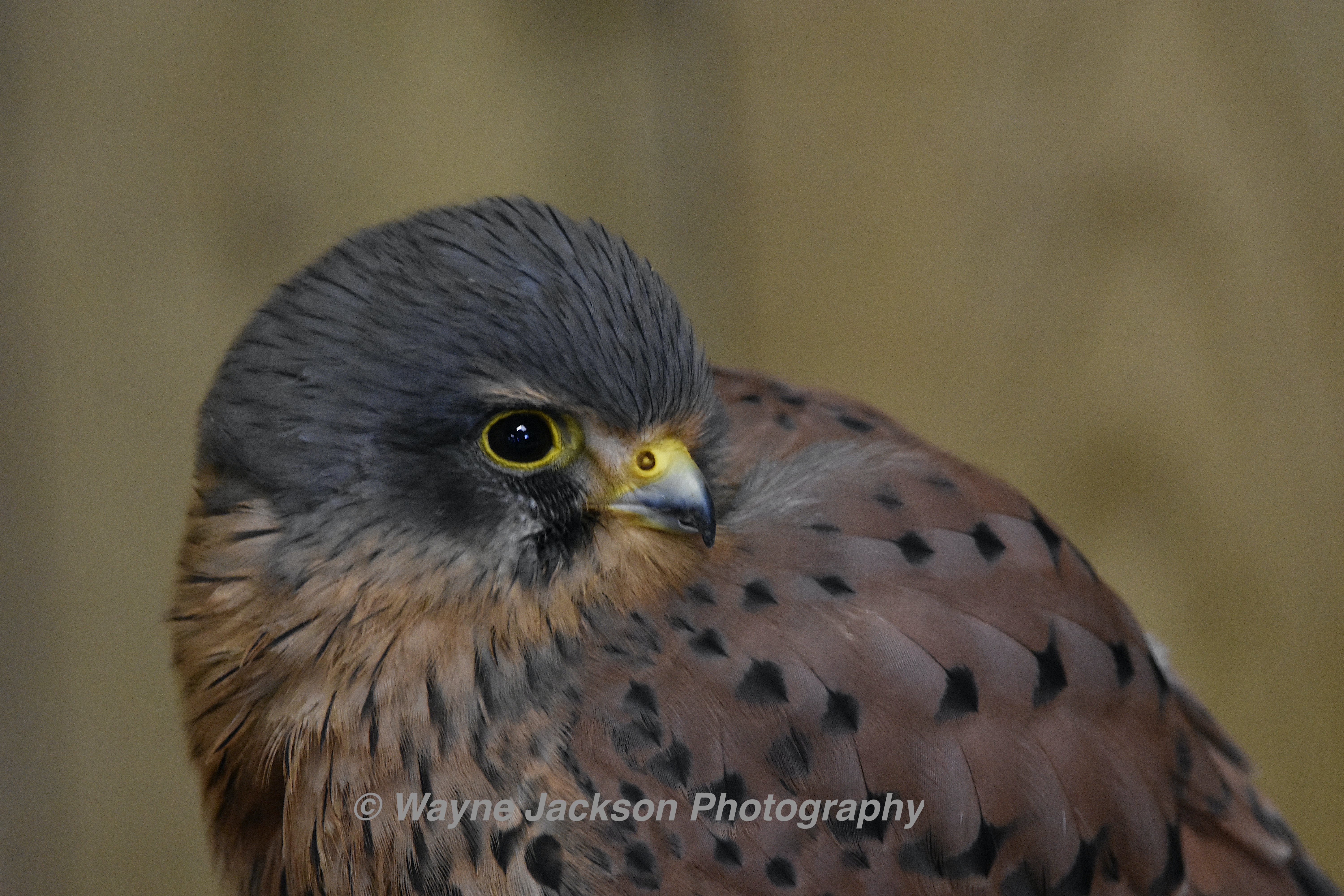 Lanner falcon blurred background