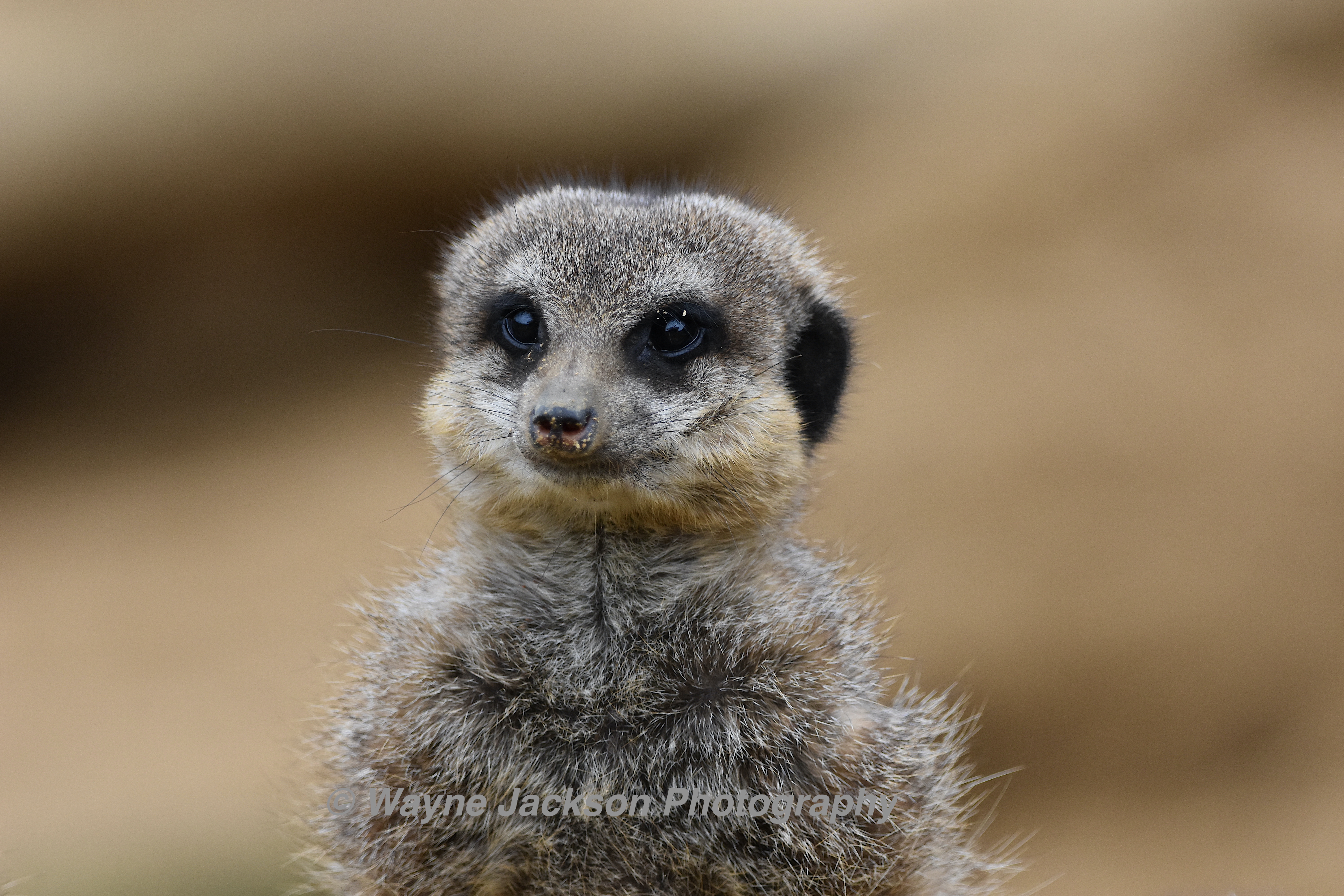 A single meerkat with a blurred dark background