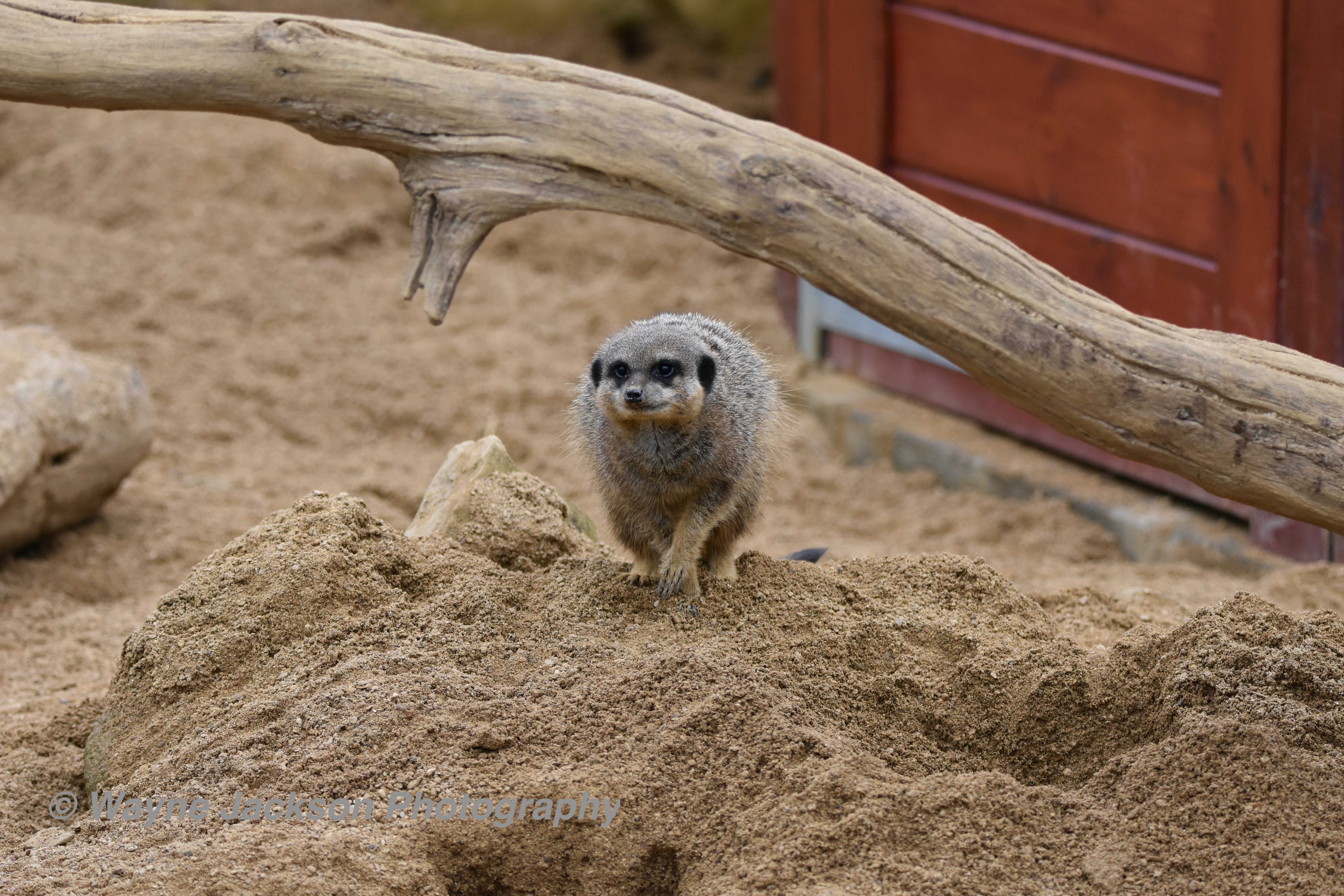 A meerkat moving (Noah's Ark Zoo Farm Bristol)