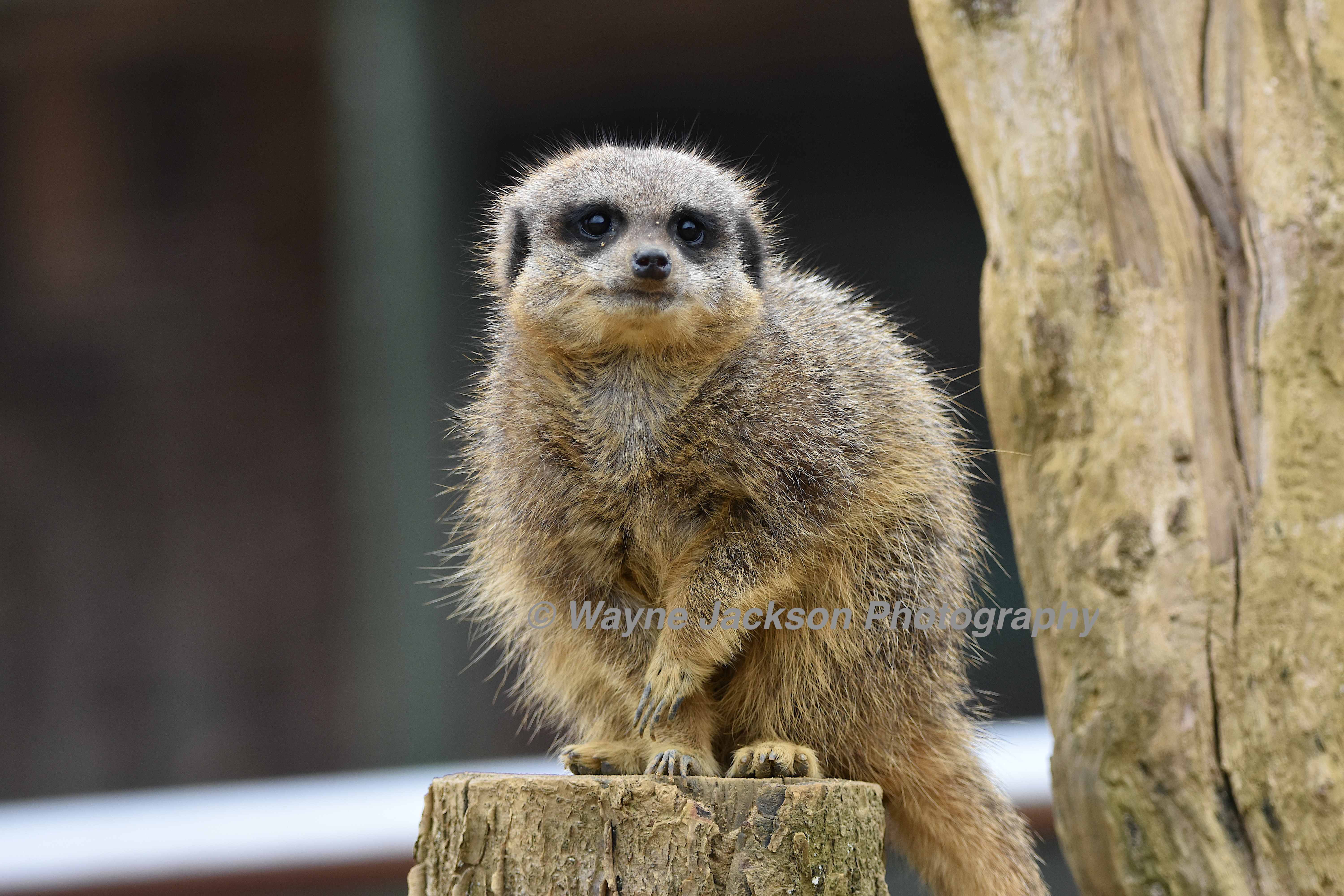 A meerkat sat on a log with a dark blurred out background
