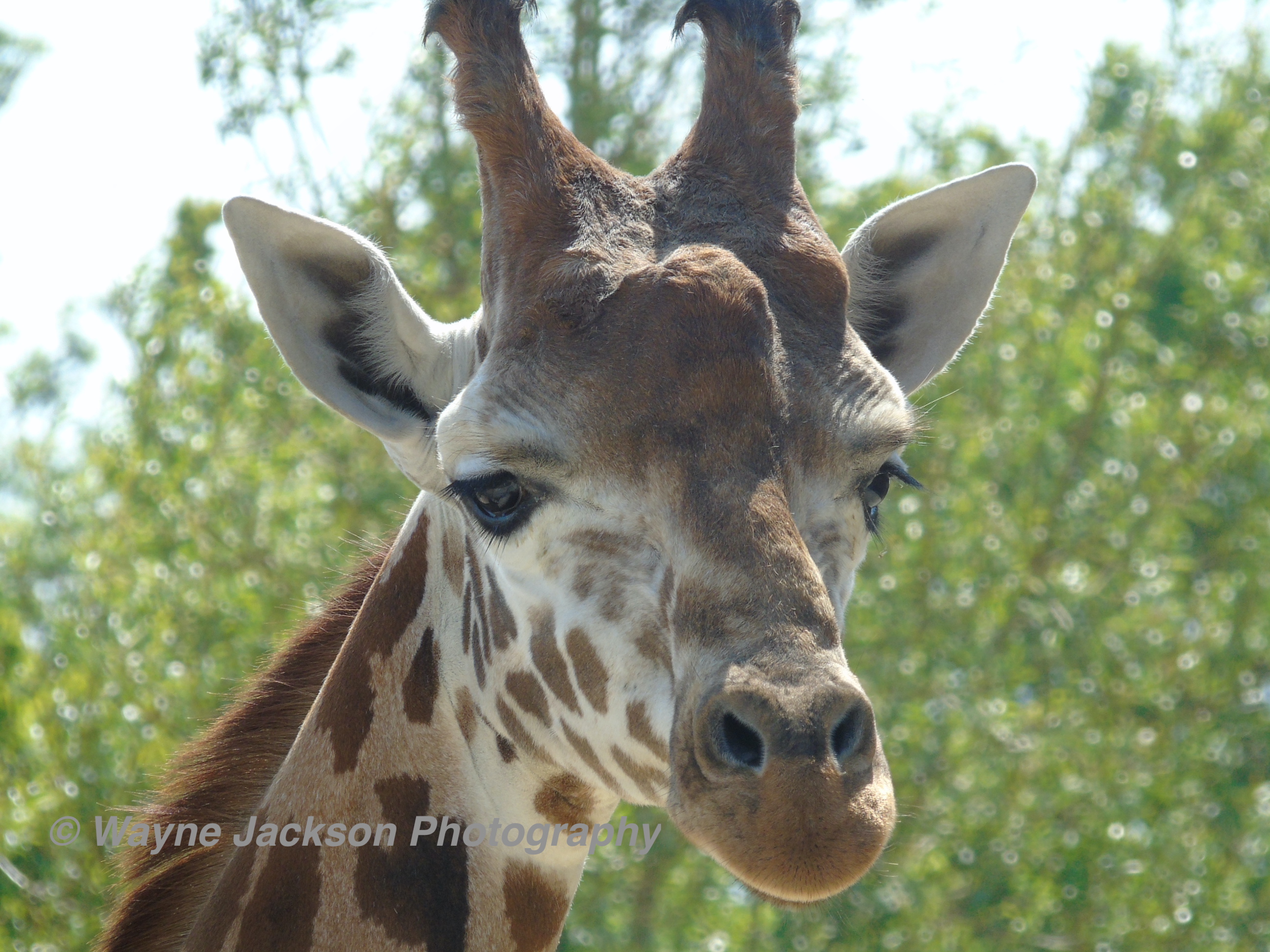 Giraffes neck and head with the best bokeh as a background